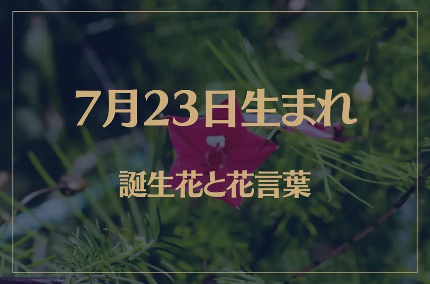 7月23日の誕生花と花言葉がコレ！性格や恋愛・仕事などの誕生日占いもご紹介！