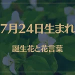 7月24日の誕生花と花言葉がコレ！性格や恋愛・仕事などの誕生日占いもご紹介！