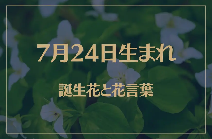 7月24日の誕生花と花言葉がコレ！性格や恋愛・仕事などの誕生日占いもご紹介！