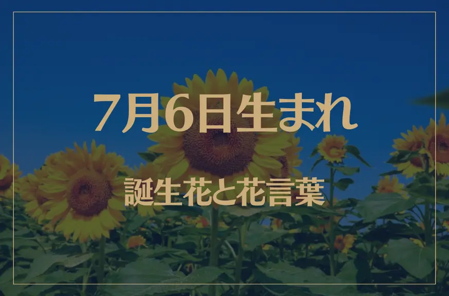 7月6日の誕生花と花言葉がコレ！性格や恋愛・仕事などの誕生日占いもご紹介！