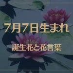 7月7日の誕生花と花言葉がコレ！性格や恋愛・仕事などの誕生日占いもご紹介！