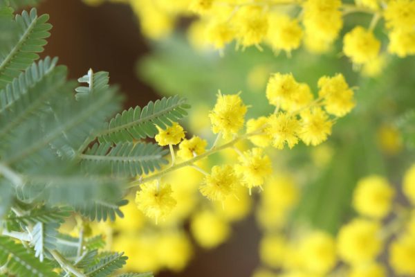 アカシアの種類