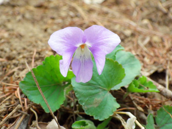 スミレ(菫)の種類