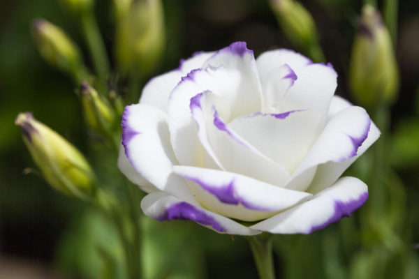 トルコキキョウ