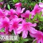 さつき(皐月)の花言葉は怖い?意味や由来、種類、英語名などをご紹介!