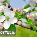 りんご(林檎)の花言葉は怖い?意味や由来、種類、英語名の花言葉もご紹介!