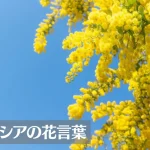 アカシア(ミモザ)の花言葉は怖い？意味や由来、色別(黄・オレンジ)、英語名の花言葉もご紹介！