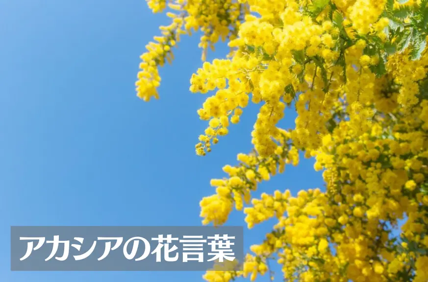 アカシア(ミモザ)の花言葉は怖い？意味や由来、色別(黄・オレンジ)、英語名の花言葉もご紹介！