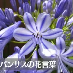 アガパンサスの花言葉は怖い？意味や由来、色別(白)、英語名の花言葉もご紹介！
