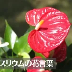 アンスリウムの花言葉は怖い？意味や由来、色別(赤・白・ピンク)、英語名の花言葉もご紹介！