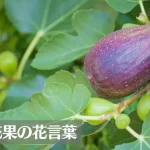 イチジク(無花果)の花言葉は怖い？意味や由来、種類、英語名などをご紹介！