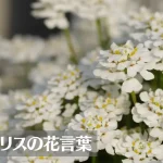 イベリスの花言葉は怖い？意味や由来、種類、英語名の花言葉もご紹介！