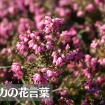 エリカの花言葉は怖い?意味や由来、色別(ピンク・白)、英語名の花言葉もご紹介!