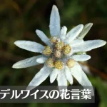 エーデルワイスの花言葉は怖い？意味や由来、種類、英語名の花言葉もご紹介！