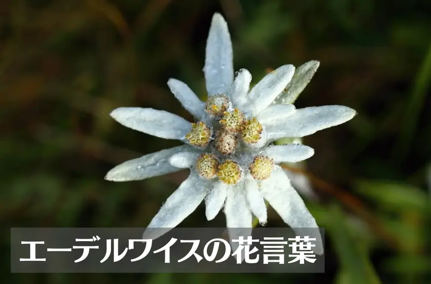 エーデルワイスの花言葉は怖い？意味や由来、種類、英語名の花言葉もご紹介！