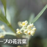 オリーブの花言葉は怖い？意味や由来、種類、英語名の花言葉もご紹介！