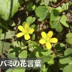 カタバミの花言葉は怖い？意味や由来、種類、英語名の花言葉もご紹介！