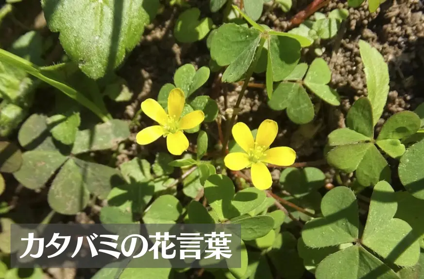 カタバミの花言葉は怖い？意味や由来、種類、英語名の花言葉もご紹介！