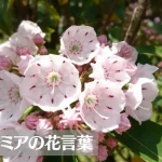 カルミアの花言葉は怖い？意味や由来、種類、英語名の花言葉もご紹介！