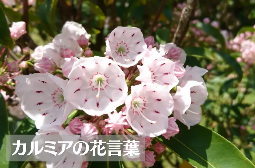 カルミアの花言葉は怖い？意味や由来、種類、英語名の花言葉もご紹介！