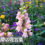 キンギョソウ(金魚草)の花言葉は怖い？意味や由来、種類、英語名の花言葉もご紹介！