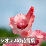グラジオラスの花言葉は怖い?意味や由来、色別(赤・ピンク・紫)、英語名の花言葉もご紹介!