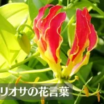 グロリオサの花言葉は怖い?意味や由来、種類、英語名などをご紹介!