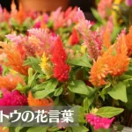 ケイトウの花言葉は怖い？意味や由来、種類、英語名の花言葉もご紹介！