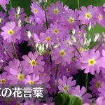 サクラソウ(桜草)の花言葉は怖い？色別の花言葉(ピンク・白・赤)や意味、由来、種類などご紹介！