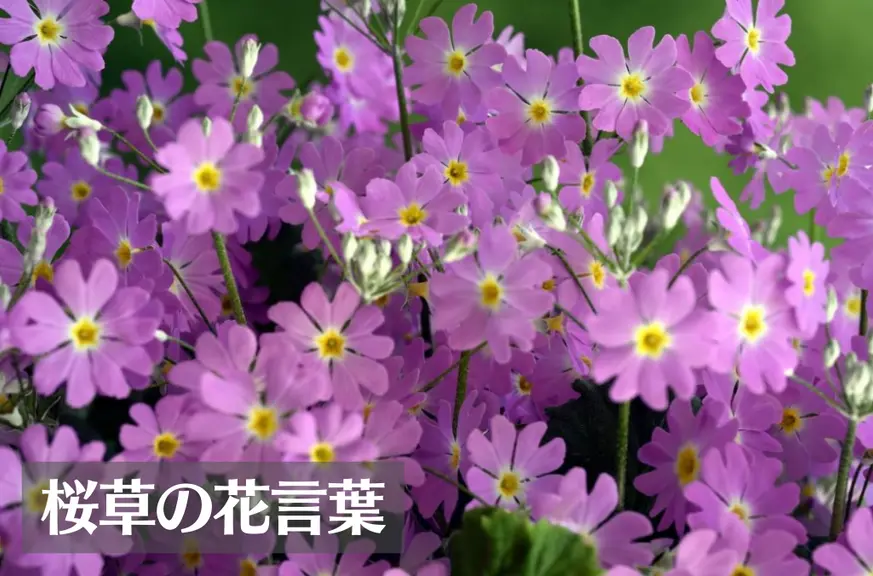 サクラソウ(桜草)の花言葉は怖い？色別の花言葉(ピンク・白・赤)や意味、由来、種類などご紹介！