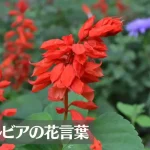 サルビアの花言葉は怖い?意味や由来、色別(赤・青)、英語名の花言葉もご紹介!