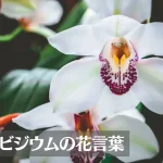 シンビジウムの花言葉は怖い?意味や由来、色別(白・黄・ピンク・黄緑)、英語名の花言葉もご紹介!