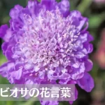 スカビオサ(マツムシソウ)の花言葉は怖い？意味や由来、種類、英語名の花言葉もご紹介！