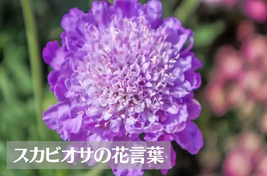 スカビオサ(マツムシソウ)の花言葉は怖い？意味や由来、種類、英語名の花言葉もご紹介！