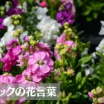 ストックの花言葉は怖い?意味や由来、色別(赤・ピンク・白・紫・黄)、英語名の花言葉もご紹介!