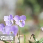 スミレ(菫)の花言葉は怖い?意味や由来、色別(紫・白・黄)、英語名の花言葉もご紹介!