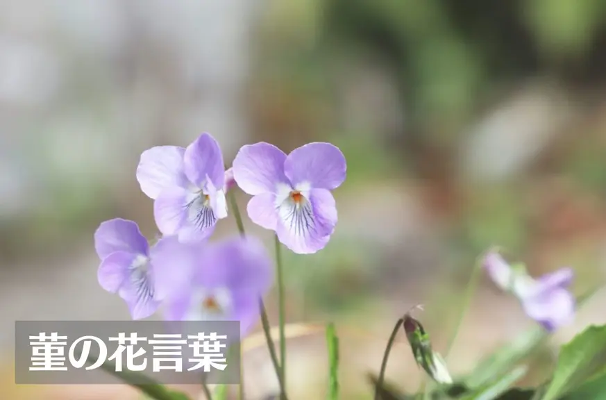 スミレ(菫)の花言葉は怖い？意味や由来、色別(紫・白・黄)、英語名の花言葉もご紹介！