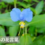 ツユクサ(露草)の花言葉は怖い?意味や由来、種類、英語名の花言葉もご紹介!