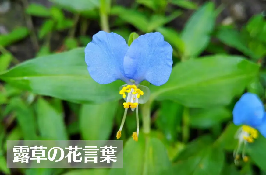 ツユクサ(露草)の花言葉は怖い？意味や由来、種類、英語名の花言葉もご紹介！