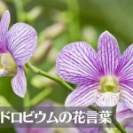 デンドロビウム(デンファレ)の花言葉は怖い？意味や由来、色・品種別・英語名の花言葉もご紹介！