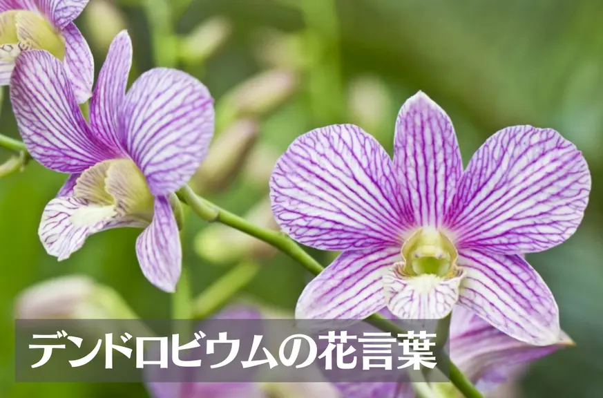 デンドロビウム(デンファレ)の花言葉は怖い？意味や由来、色・品種別・英語名の花言葉もご紹介！