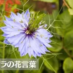 ニゲラ(クロタネソウ)の花言葉は怖い？意味や由来、種類、英語名の花言葉もご紹介！