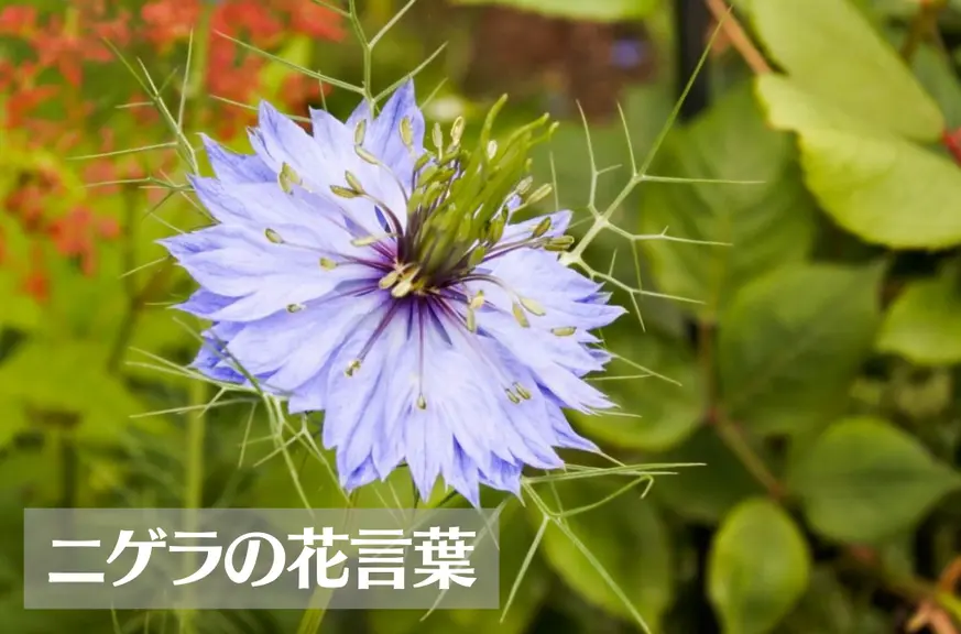 ニゲラ(クロタネソウ)の花言葉は怖い？意味や由来、種類、英語名の花言葉もご紹介！