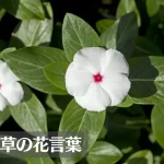 ニチニチソウ(日々草)の花言葉は怖い？色別の花言葉(白・ピンク)や意味、由来、種類などご紹介！