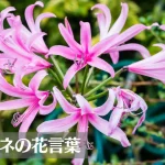 ネリネ(ダイヤモンドリリー)の花言葉は怖い？意味や由来、種類、英語名などをご紹介！