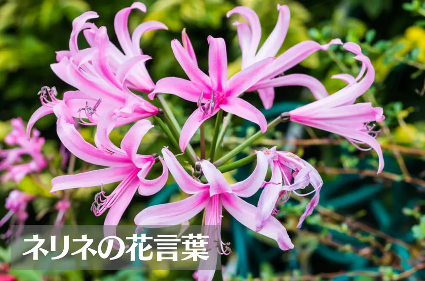 ネリネ(ダイヤモンドリリー)の花言葉は怖い？意味や由来、種類、英語名などをご紹介！