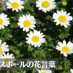 ノースポールの花言葉は怖い？意味や由来、種類、英語名などをご紹介！