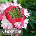 バーベナの花言葉は怖い？意味や由来、色別(赤・白・ピンク・紫)、英語名の花言葉もご紹介！
