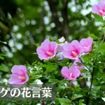 ムクゲの花言葉は怖い?意味や由来、種類、英語名の花言葉もご紹介!