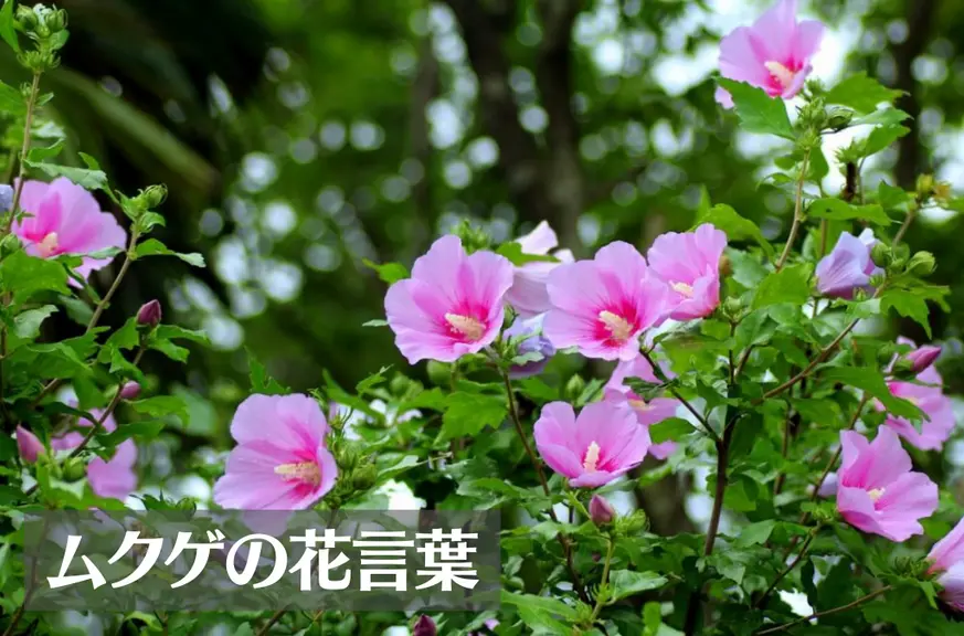 ムクゲの花言葉は怖い？意味や由来、種類、英語名の花言葉もご紹介！